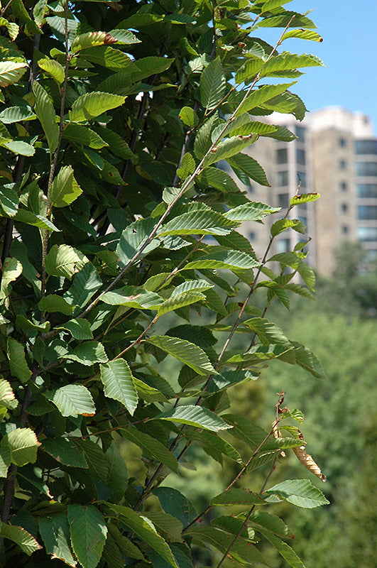 Frans Fontaine Hornbeam (Carpinus betulus 'Frans Fontaine') - 275cm