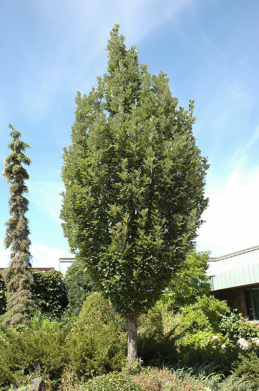 Crimson Spire Oak (Quercus 'Crimschmidt') - 275cm