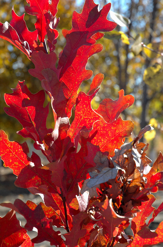 Crimson Spire Oak (Quercus 'Crimschmidt') - 275cm