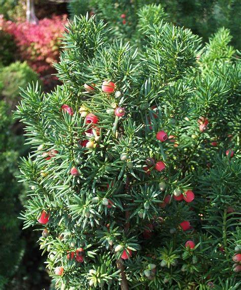 Hicks Yew (Taxus x media 'Hicksii')  - 90cm