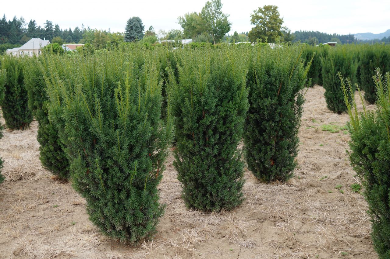 Hicks Yew (Taxus x media 'Hicksii')  - 90cm