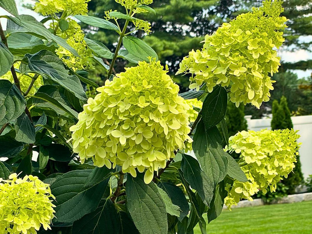Limelight Hydrangea -  2Gallon Potted Shrub