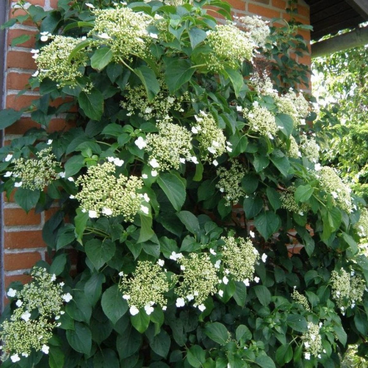 Hydrangea Anomala Subsp.Petiolaris (Climbing Hydrangea) - 1 Gallon Potted Vine