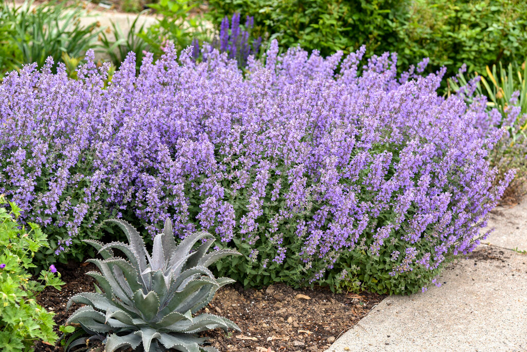'Cat's Meow' Catmint (Nepeta faassenii) - 1 Gallon Potted Perennial