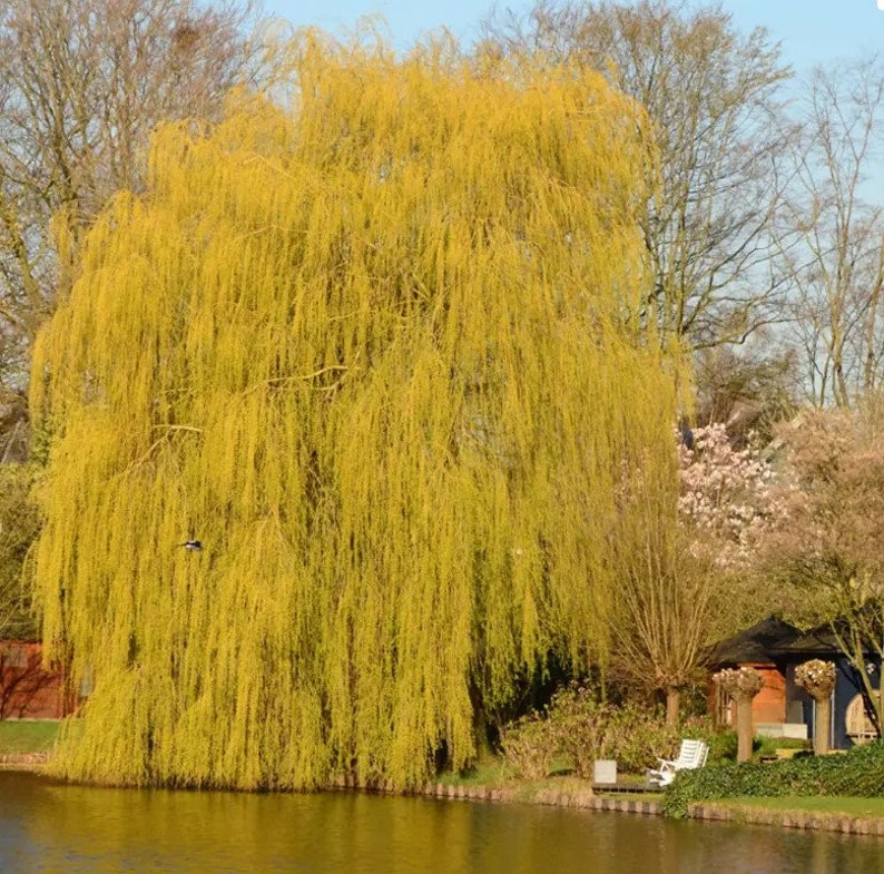 Golden Weeping Willow - 10 Gallon Potted Tree
