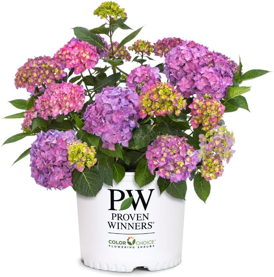 Let's Dance ¡Arriba!® Reblooming Hydrangea - 2 Gallon Potted Shrub