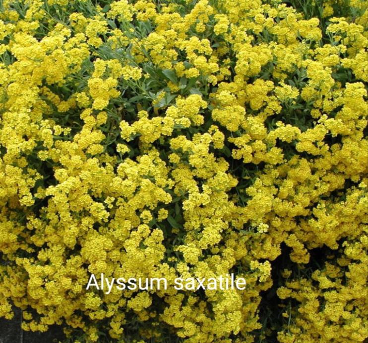 OSC Alyssum Saxatile - Packet
