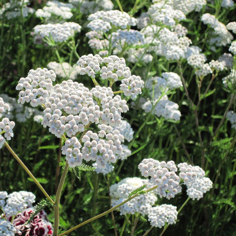 OSC White Yarrow Seeds - Packet