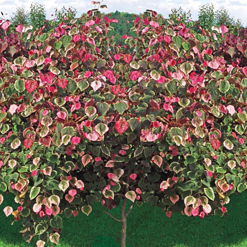 Cercis canadensis Carolina Sweetheart (Eastern Redbud) - 5 Gallon Potted Tree