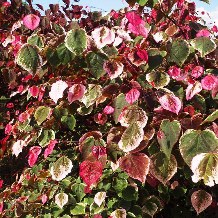 Cercis canadensis Carolina Sweetheart (Eastern Redbud) - 5 Gallon Potted Tree