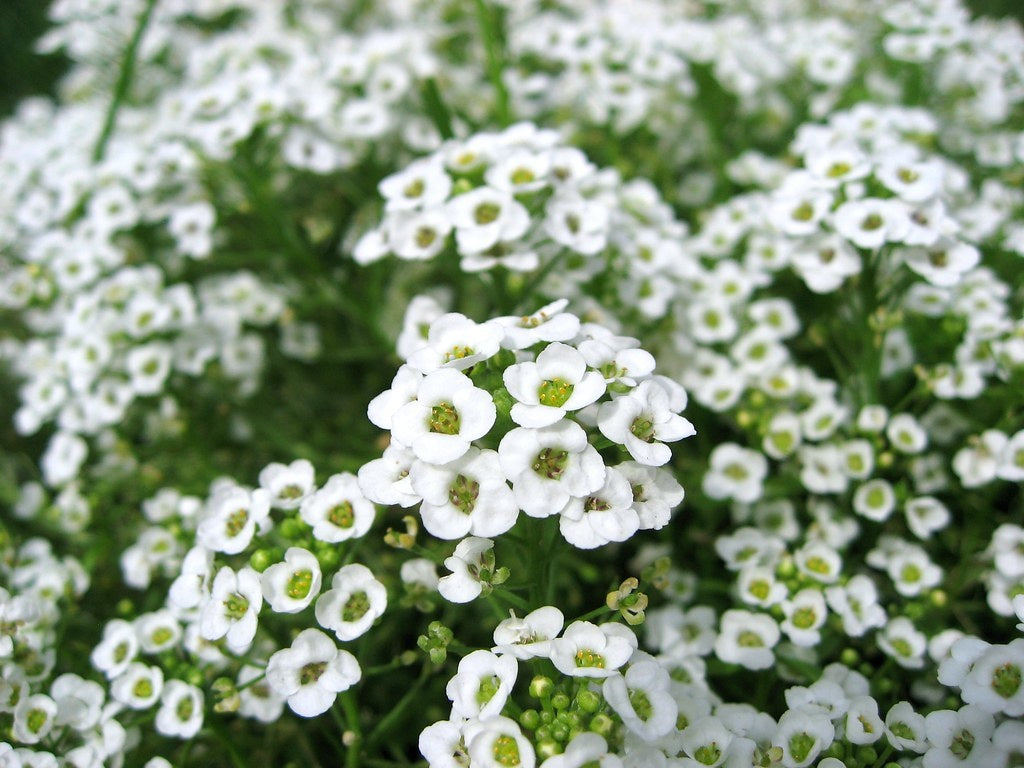 OSC Alyssum 'Carpet of Snow' - Packet