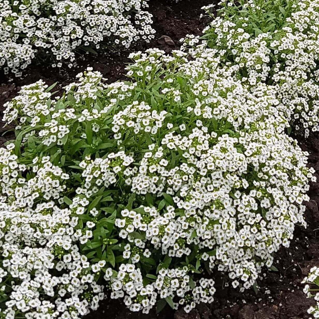 OSC Alyssum 'Carpet of Snow' - Packet