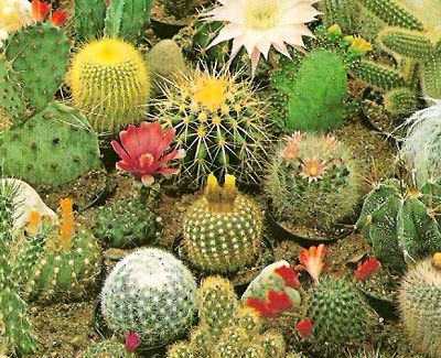 OSC Cactus Mixture - Packet