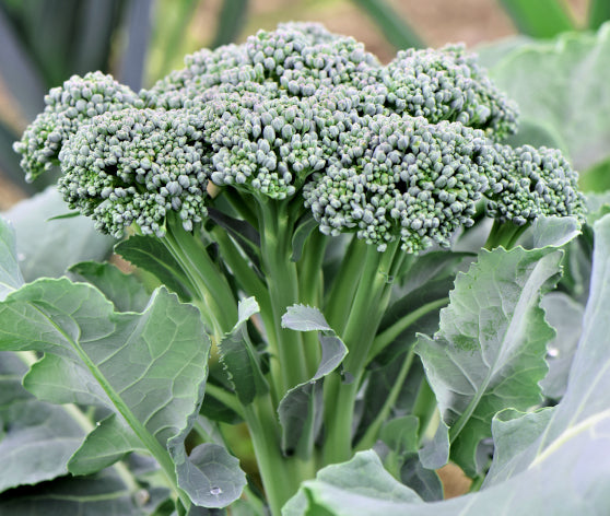 Aimers Green Sprouting Organic Broccoli Seeds - Packet