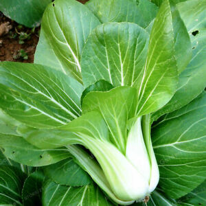 Aimers Organic Baby Pak Choi Cabbage Seeds - Packet