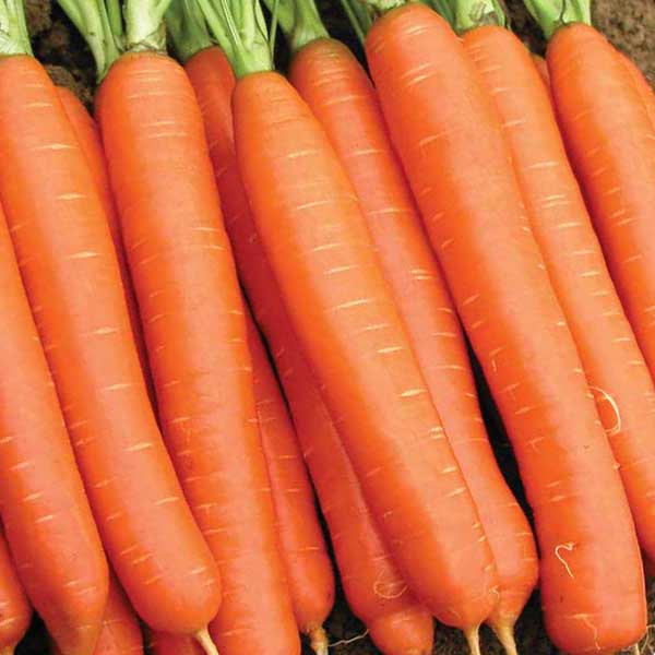 Aimers Nantes Organic Carrot Seeds - Packet
