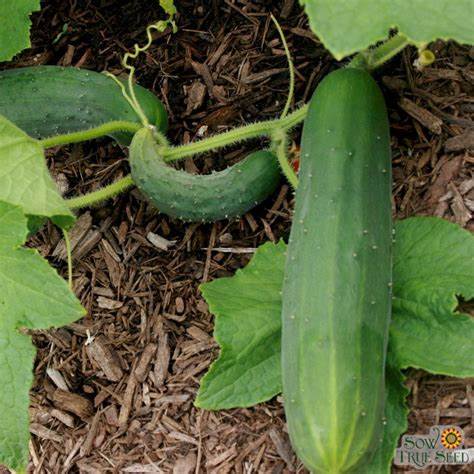 Aimers Marketmore Organic Cucumber Seeds - Packet
