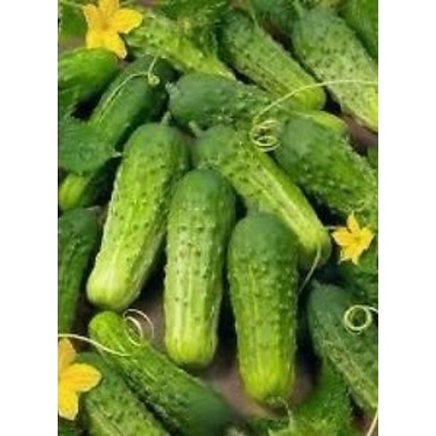 Aimers  SMR 58 Pickler Organic Cucumber Seeds - Packet