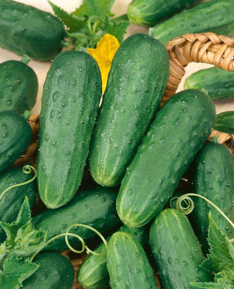 Aimers Homemade Pickles Organic Cucumber Seeds - Packet