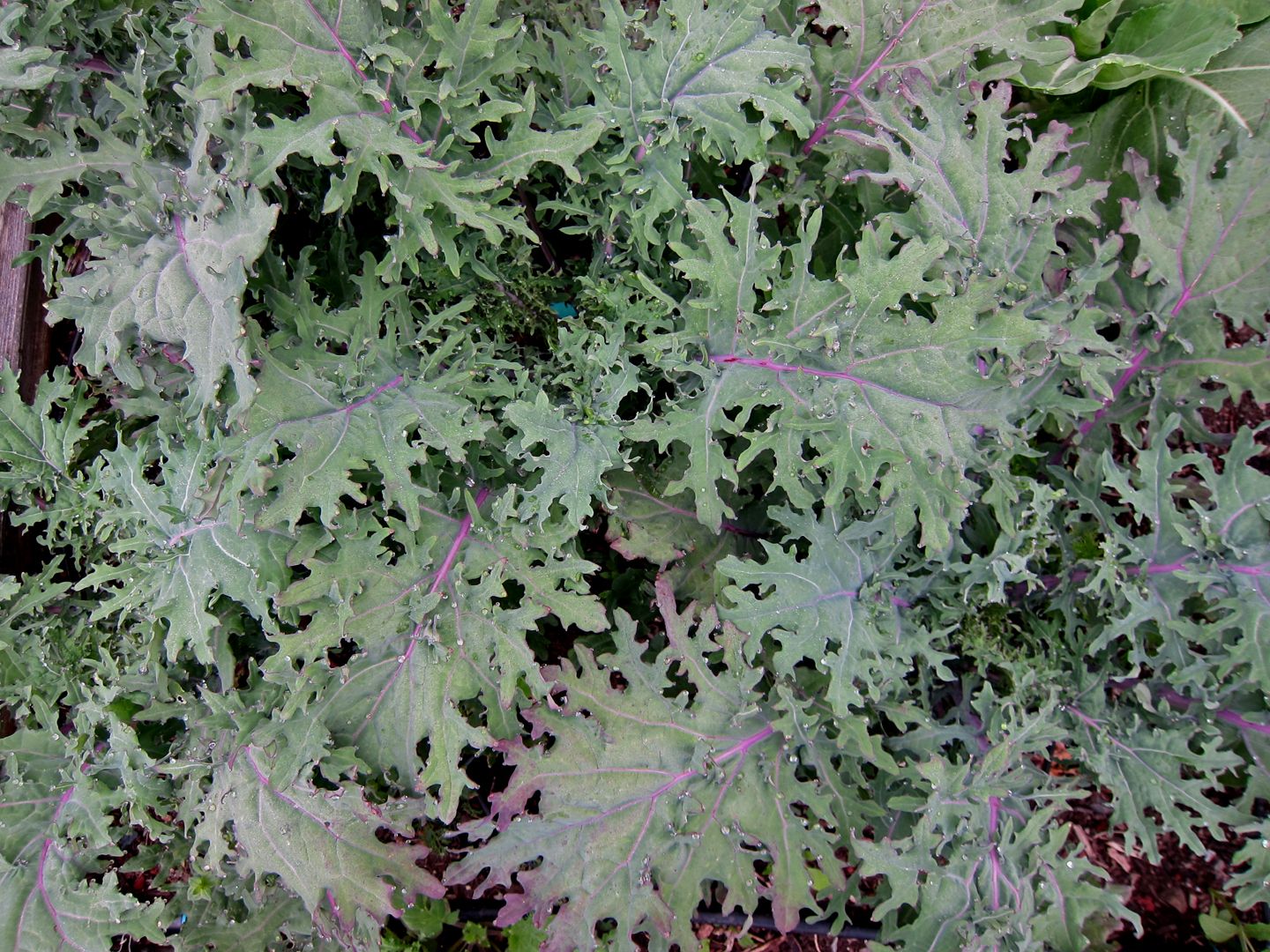 Aimers Red Russian Organic Kale Seeds - Packet