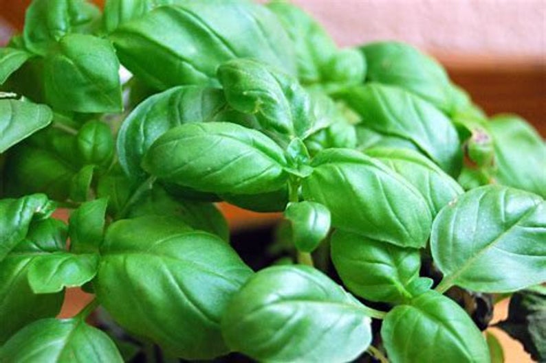 Aimers Sweet Basil Organic Seeds - Packet