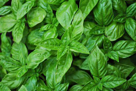 Aimers Genovese Organic Basil Seeds - Packet