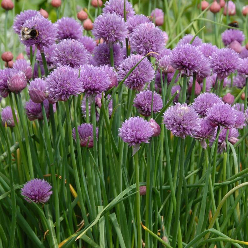 Aimers Organic Chive Seeds - Packet