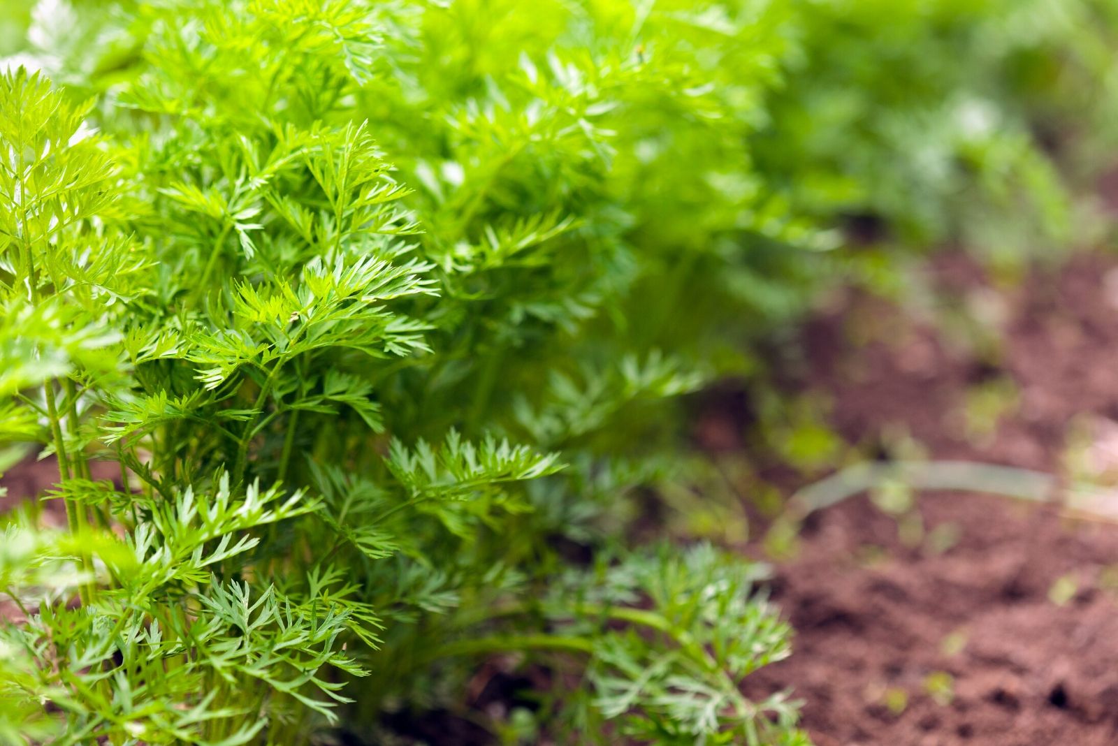 Aimers Organic Dill Seeds - Packet