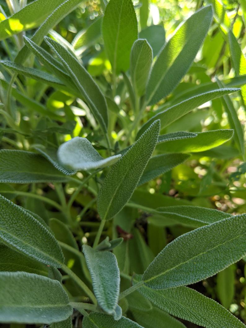 Aimers Organic Sage Seeds - Packet