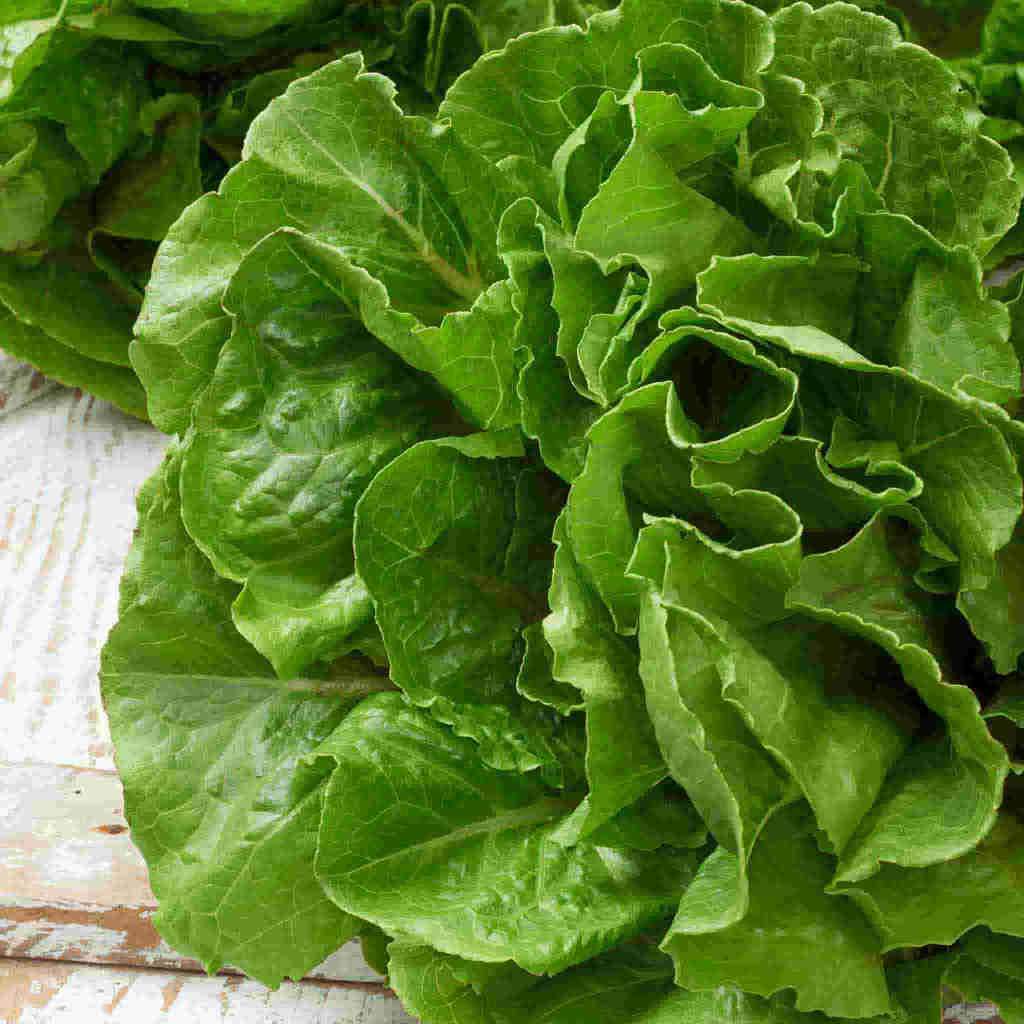 Aimers Buttercrunch Organic Lettuce Seeds - Packet