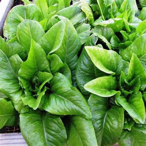 Aimers Amish Deer Tongue Organic Lettuce Seeds - Packet