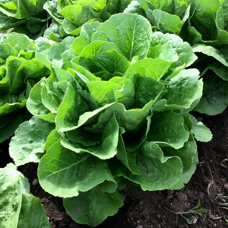 Aimers Paris Island Cos Organic Lettuce Seeds - Packet