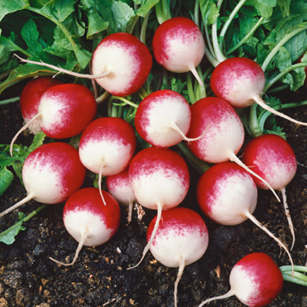 Aimers Sparkler Organic Radish Seeds - Packet