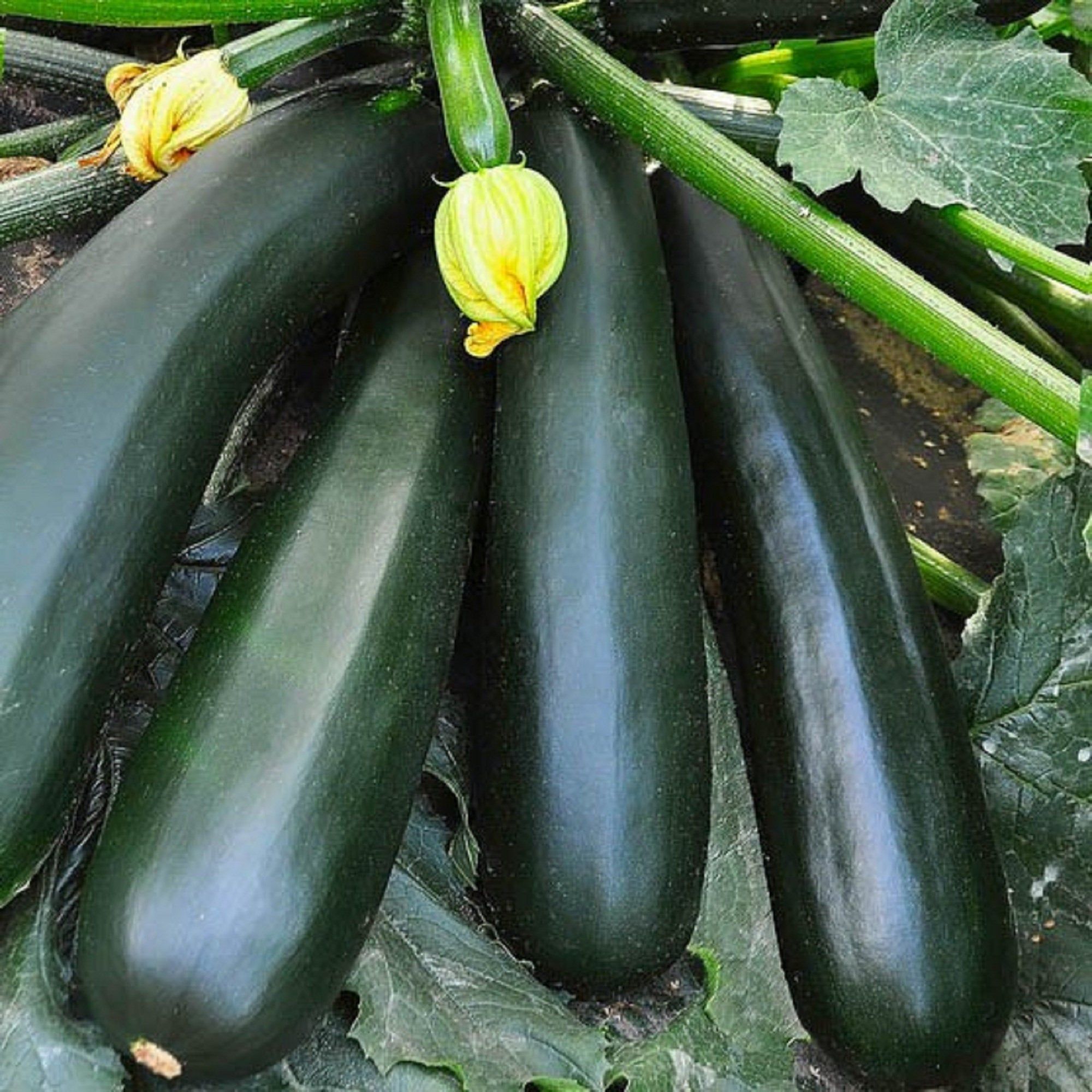 Aimers Dark Green Zucchini Organic Squash Seeds - Packet