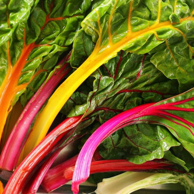 Aimers  Rainbow Organic Swiss Chard Seeds - Packet