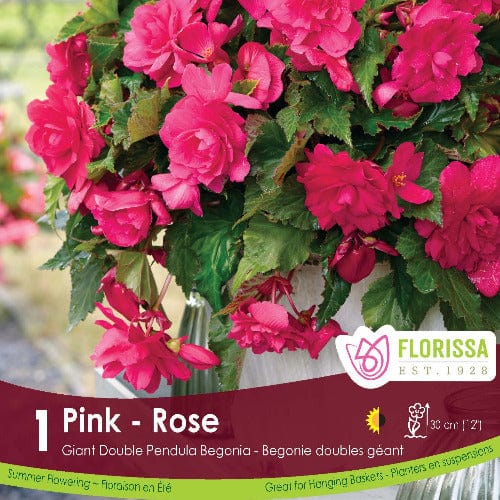 Florissa Begonia, Giant Double Pendula - Pink - 1 Bulb