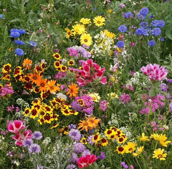 OSC Wildflower Seed Mixture  - Large Packet