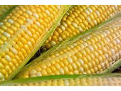 Peaches & Cream Sweet Corn Seeds (70 Days) - 1lb - Bulk