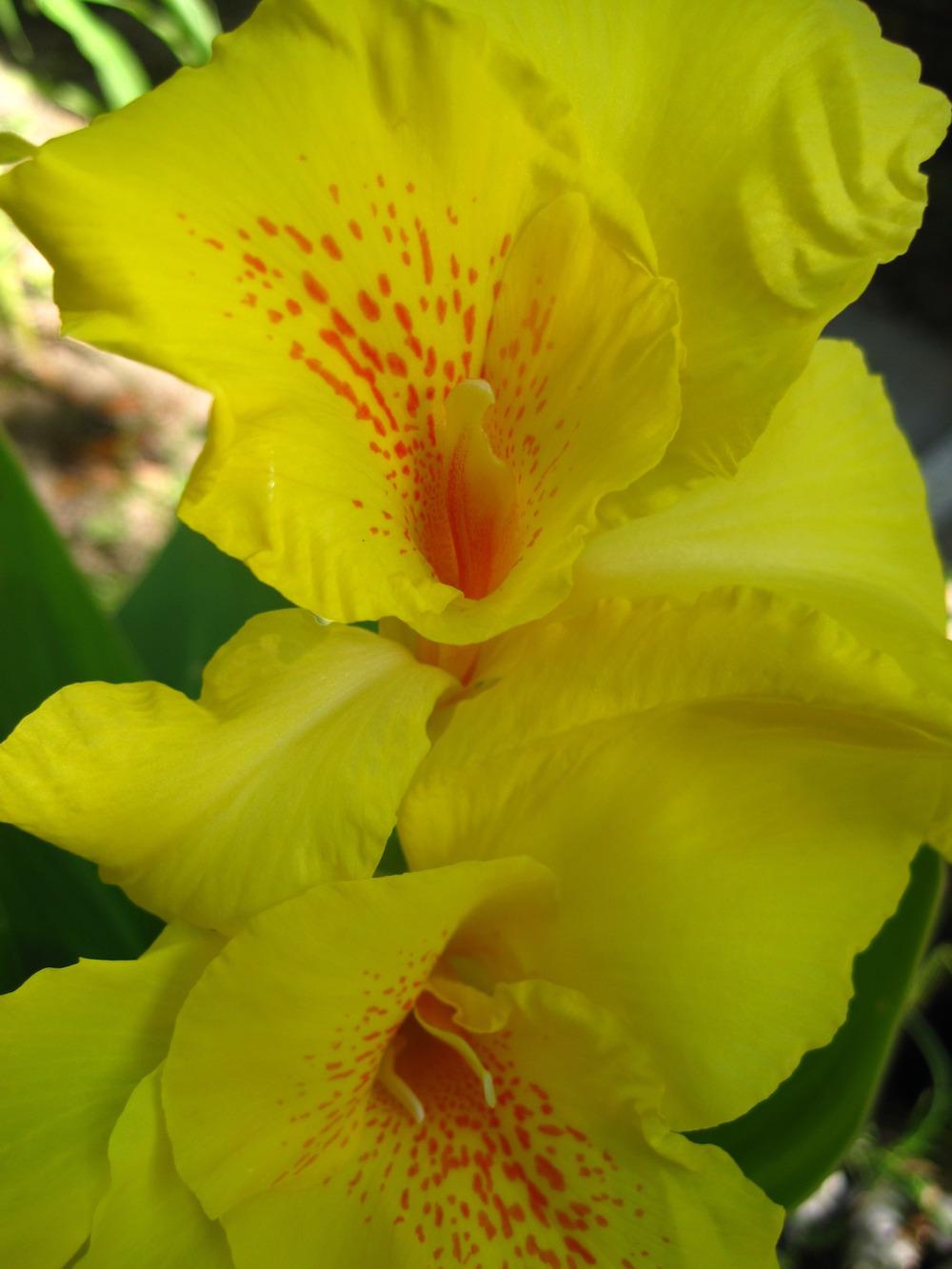 'Richard Wallace' Greenleaf Canna Lily - 1 Bulb/Pkg