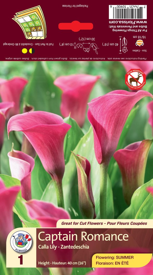 'Captain Romance' Calla Lily (Zantedeschia) - 1 Bulb/Pkg