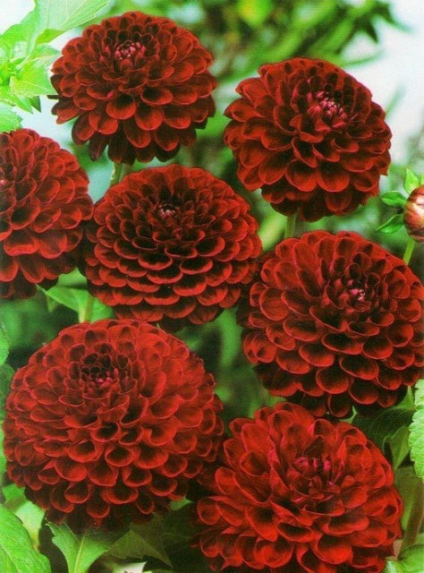 'Viking' Dahlia Ball - 1 Bulb/Pkg