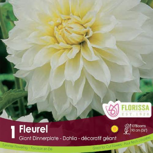 'Fleurel' Dinnerplate Dahlia - 1 Bulb/Pkg
