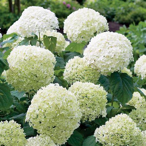 Hydrangea arborescens Incrediball (Smooth Hydrangea) - 2 Gallon Potted Shrub