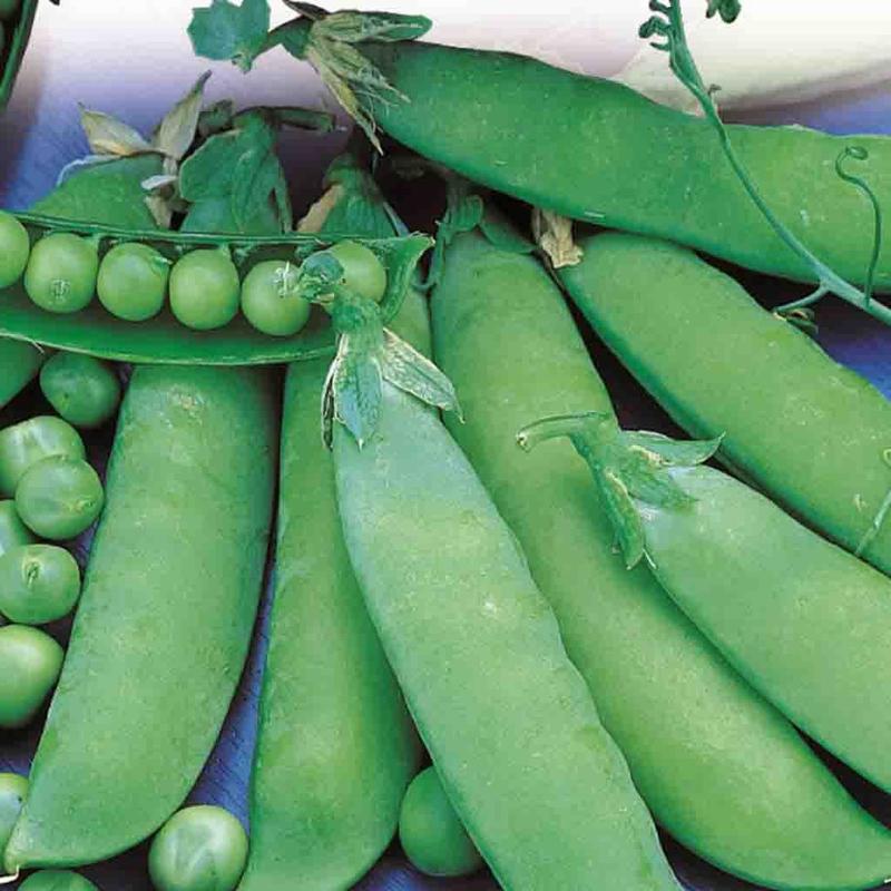 Homesteader or Pea Seeds Lincoln (64 Days) - 1lb - Bulk