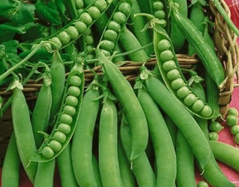 Green Arrow Pea Seeds (English Type) (62 Days) - 1lb - Bulk