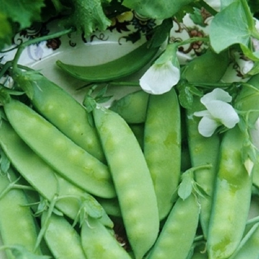Dwarf Grey Sugar Edible Pod Pea Seeds (62 Days) - 1/2 lb - Bulk
