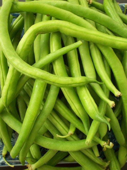 Tendergreen Bush Bean Seeds (54 Days) -  1 lb - Bulk