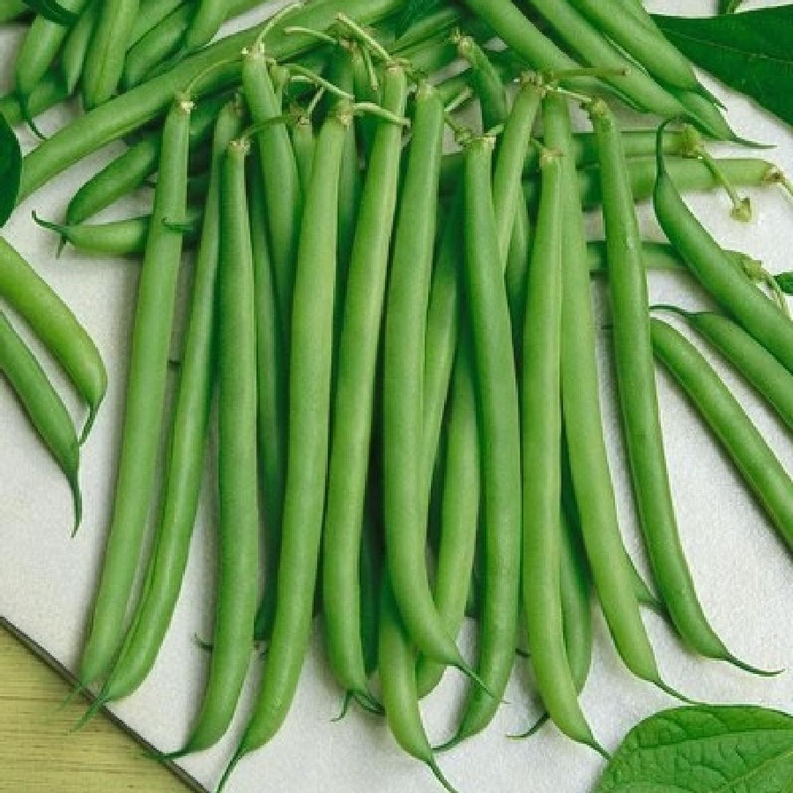 Slenderette Bush Bean Seeds (53 Days) - 1/2 lb - Bulk
