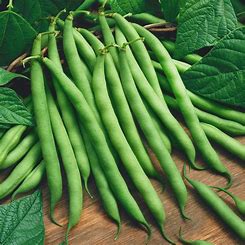 Blue Lake Pole Bean Seeds (55 Days) - 1lb - Bulk