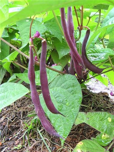 Royal Burgundy Bush Bean Seeds (55 Days) - 1/4 lb - Bulk 55 DAYS